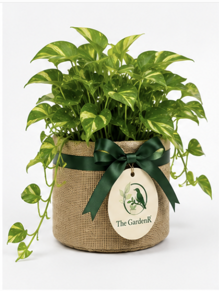 Money Plant (Golden Pothos)